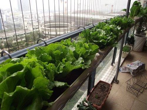 阳台种菜之施肥方法