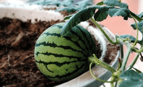 西瓜成熟时-阳台种菜