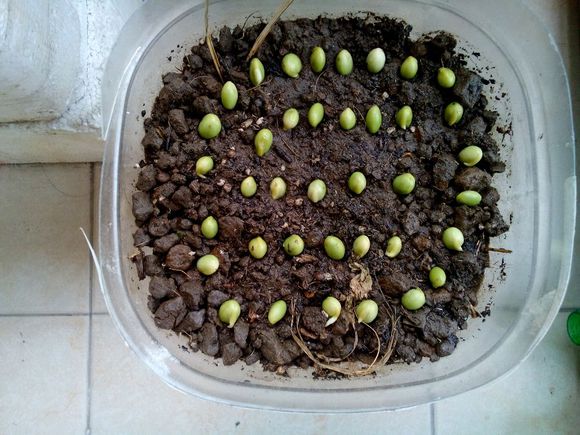 豌豆种子-阳台种菜