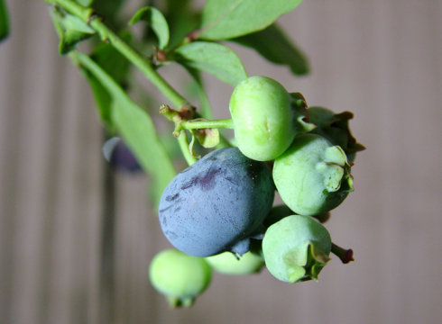 蓝莓-阳台种菜