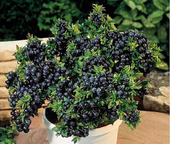 盆栽蓝莓-阳台种菜