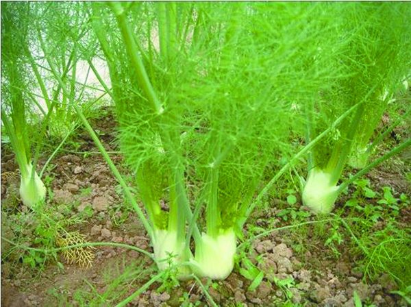 茴香的根栽方法-阳台种菜