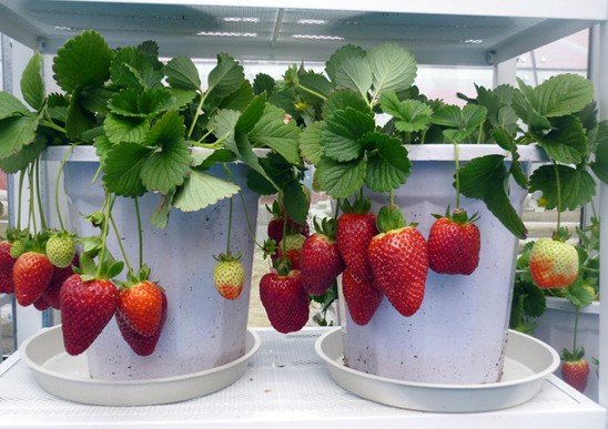 草莓果实-阳台种菜