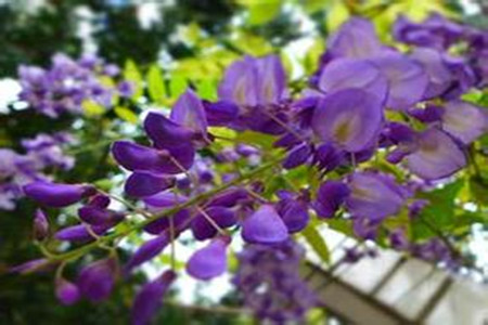 紫藤花开花图片