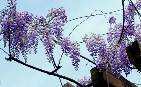 紫藤花盛开的图片