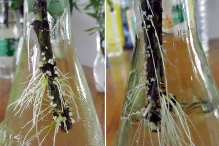 水培栀子花养护方法
