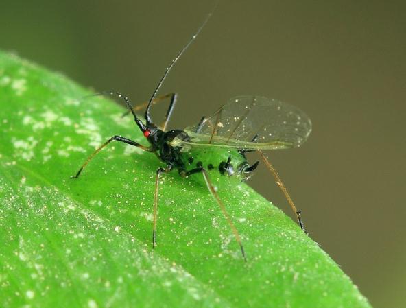 兜兰蚜虫