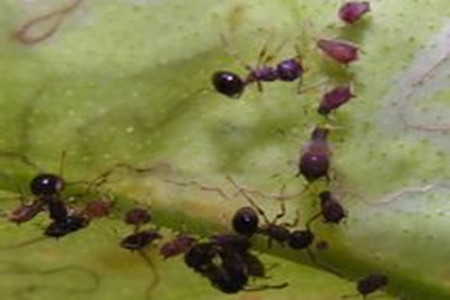 睡莲蚜虫的图片