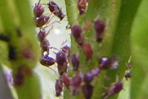 七里香蚜虫的特征