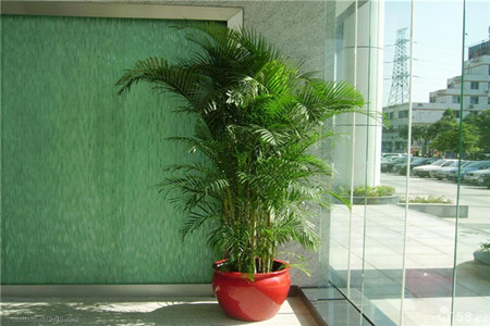 室内盆栽凤尾竹受光合作用影响