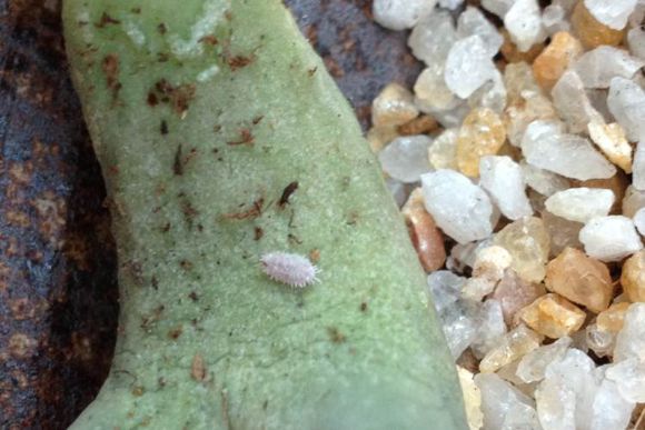 生石花根粉蚧发生条件