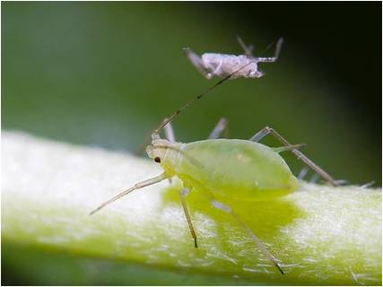 怎么防治蚜虫？