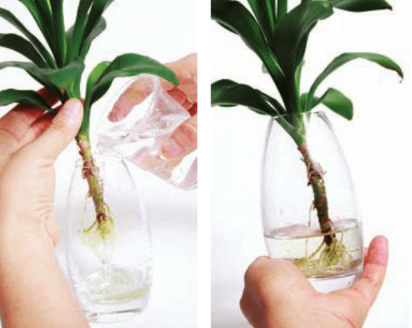 为植物补充水分