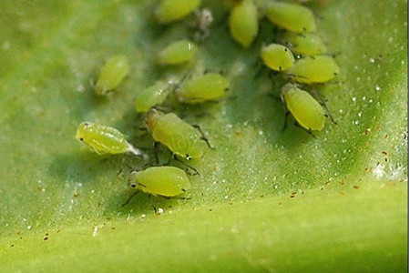 绿之铃虫害：蚜虫们