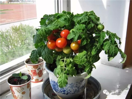 防虫害蔬菜之番茄