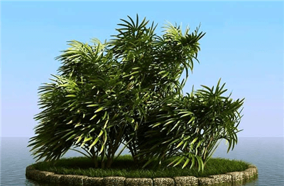 棕竹丛林式盆景