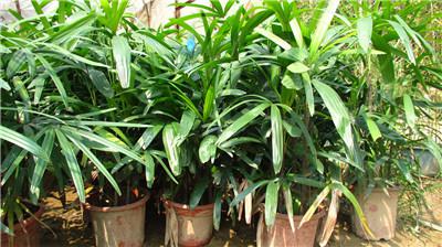 棕竹叶子发黄原因二 土壤呈碱性