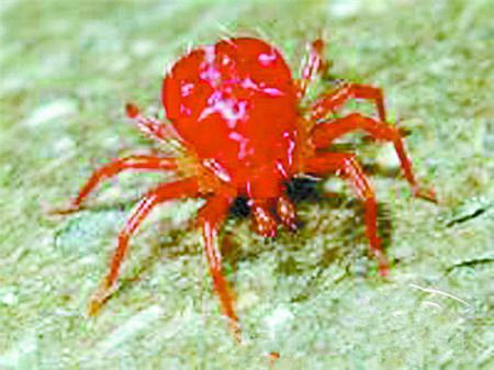波斯菊常见虫害：红蜘蛛