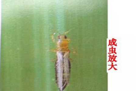 晚香玉的虫害：黄胸花蓟马