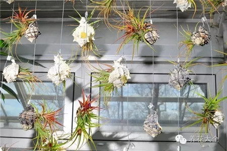 制作植物窗帘——空气凤梨