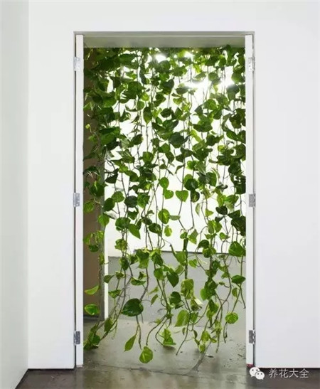 植物窗帘——绿萝