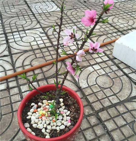 盆桃