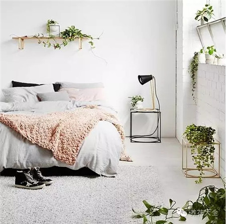 卧室宜选择观叶植物