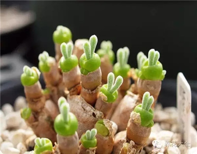 多肉植物养护小建议