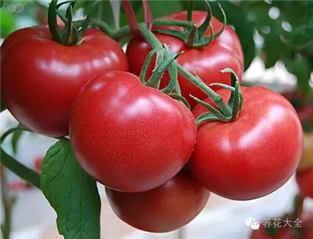 番茄的养护管理方法
