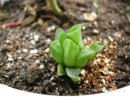 植物生长缓慢或不生长
