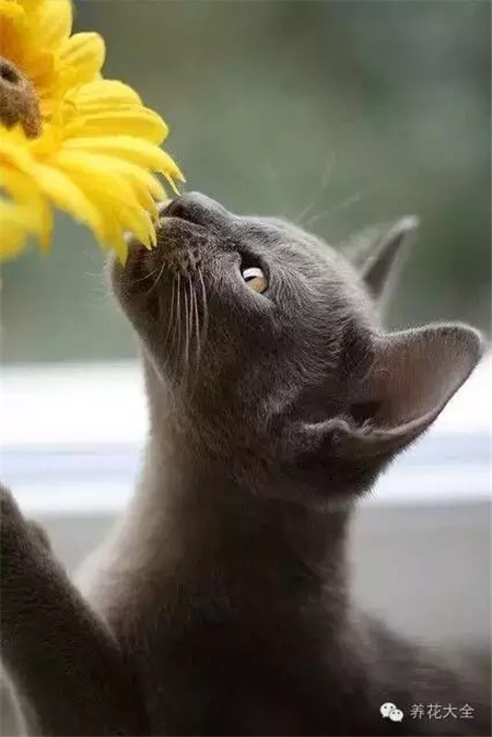 这是什么小花，好吃吗？