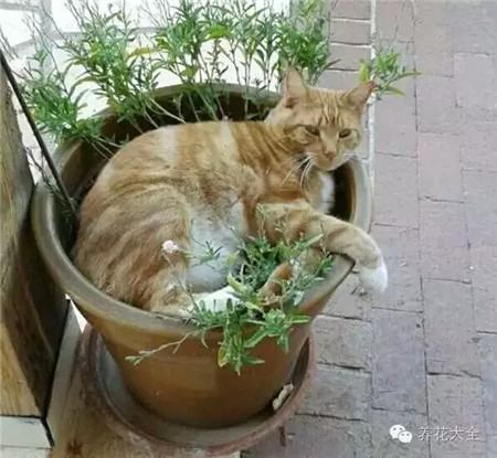 这花盆被我承包了，别打它注意啦！