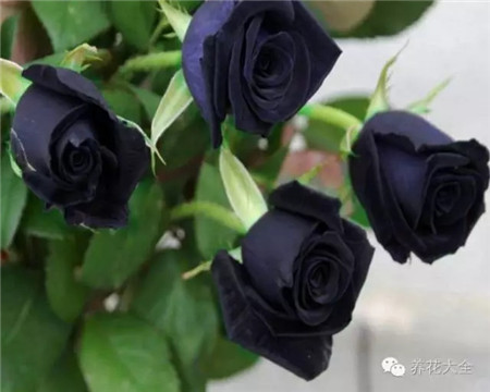 花友的“黑玫瑰”