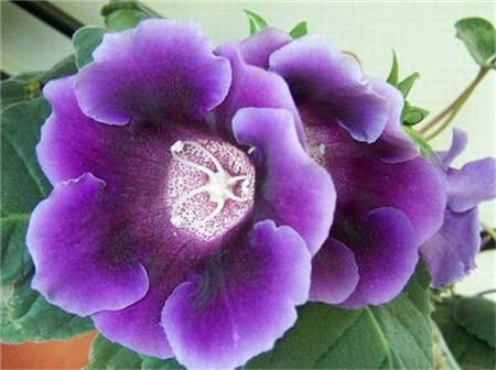 紫色大岩桐