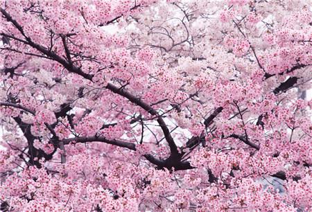 樱花盆景养护管理