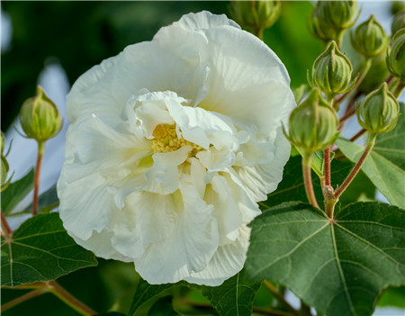 木芙蓉朱砂叶螨图