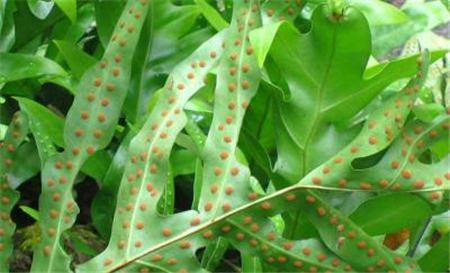 鹿角蕨介壳虫及防治