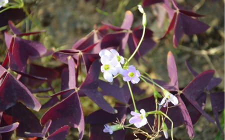 紫叶酢浆草的常见病害