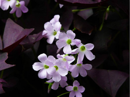 紫叶酢浆草的病害及防治