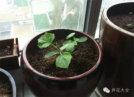 黄瓜小苗-阳台种菜