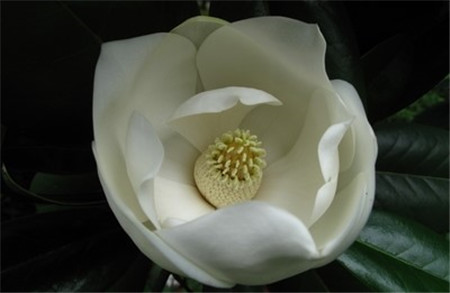 广玉兰不开花是水肥不当