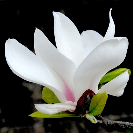白玉兰花朵