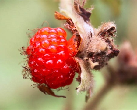 刺莓