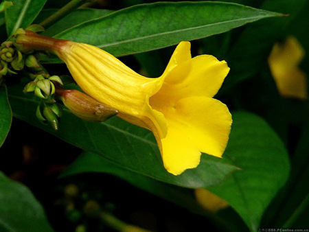 软枝黄蝉的花朵