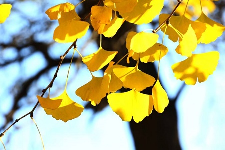 变黄的银杏树叶