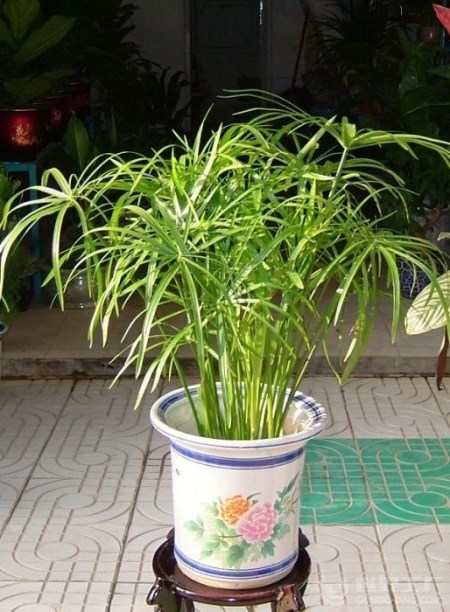 水竹盆栽
