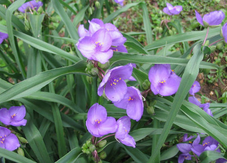 美丽的紫露草