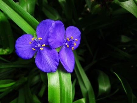 漂亮的紫露草