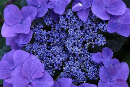 漂亮的紫罗兰