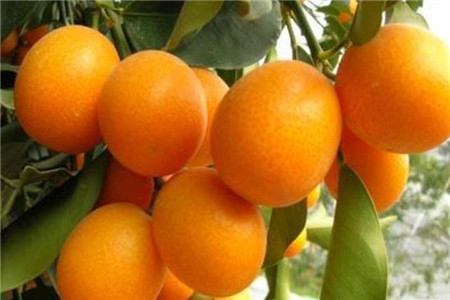 四季橘